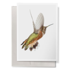 Rufous Hummingbird 5" by 7" Greeting Card