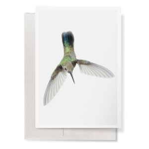 Broad-billed Hummingbird_002 5" by 7" Greeting Card