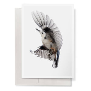 White-Breasted Nuthatch 5" by 7" Greeting Card