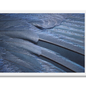 Eastern Bluebird Wing Postcard