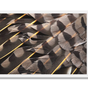 Northern Flicker-Flight Feathers and Coverts Postcard