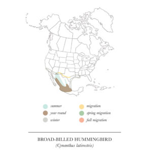 Broad-billed Hummingbird_002 5" by 7" Greeting Card - Image 2