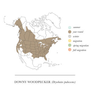 Downy Woodpecker 5" by 7" Greeting Card - Image 2
