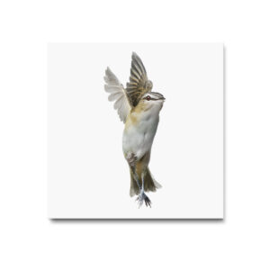 Red-eyed Vireo_001 - Image 3