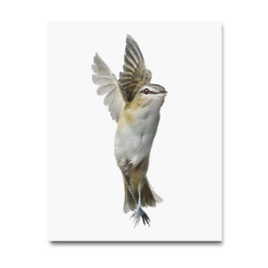 Red-eyed Vireo_001 - Image 2