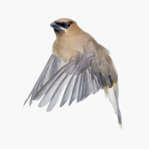 Cedar Waxwing_001