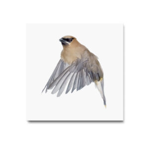 Cedar Waxwing_001 - Image 3