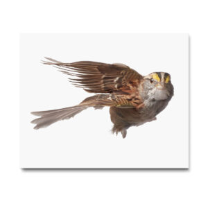 White-throated Sparrow_009 - Image 2