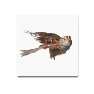 White-throated Sparrow_009 - Image 3
