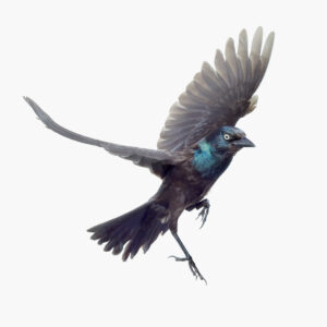 Common Grackle_002
