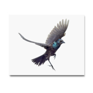 Common Grackle_002 - Image 2