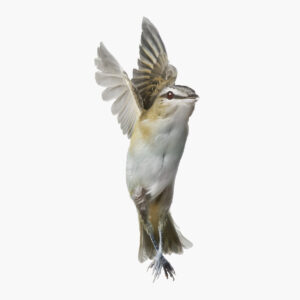 Red-eyed Vireo_001