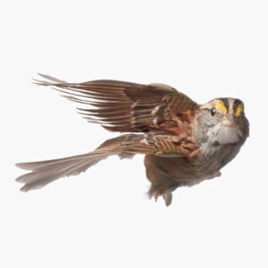White-throated Sparrow_009