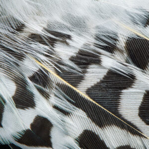Northern Flicker-Undertail Coverts Print