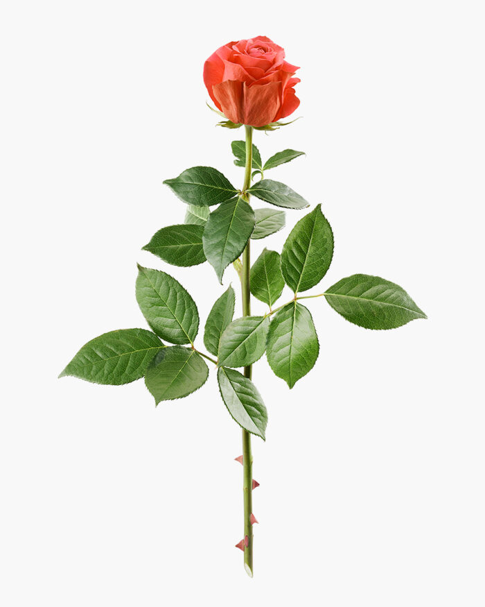 Garden Rose
